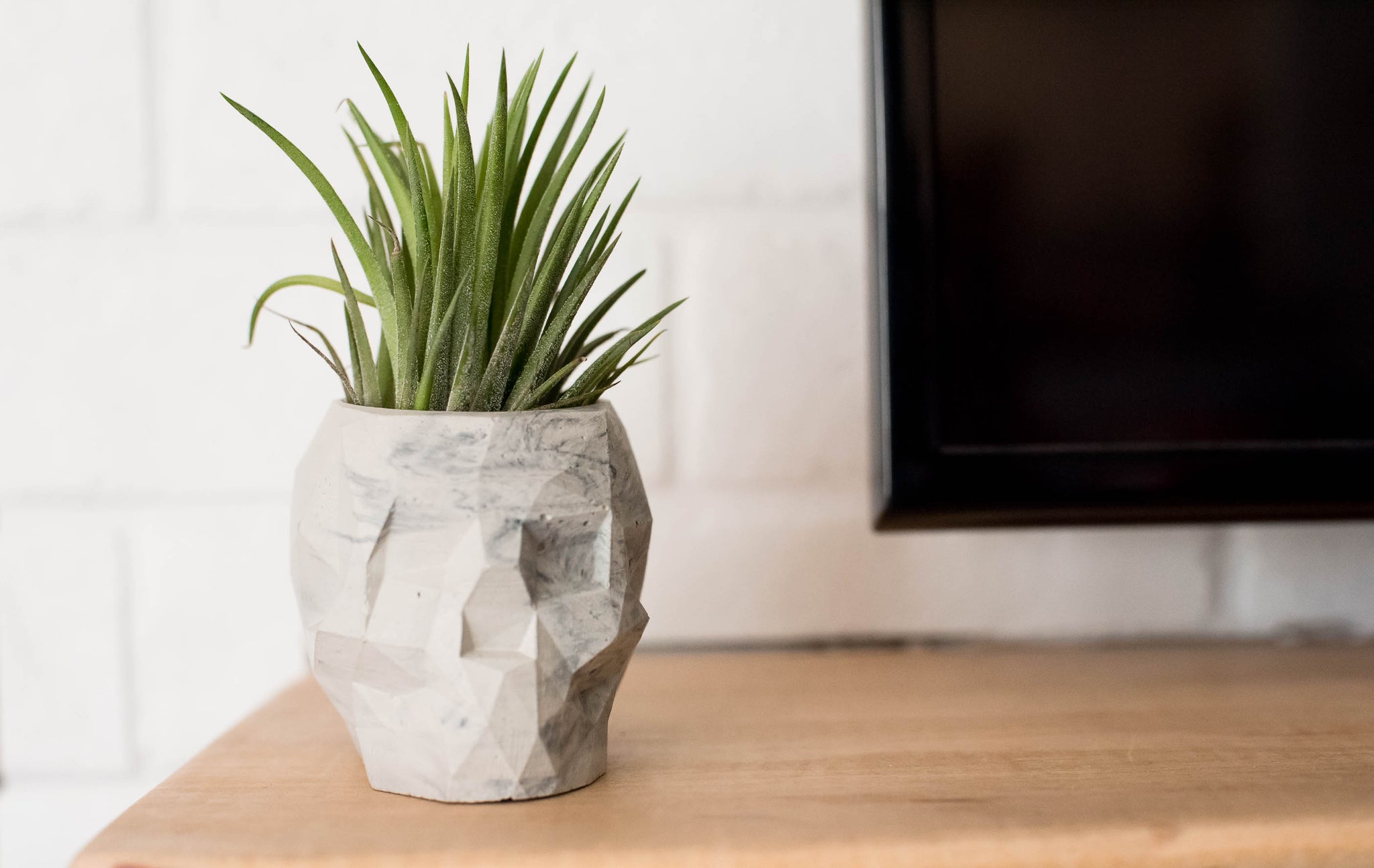 skull pot planter Geometric Skull Planter