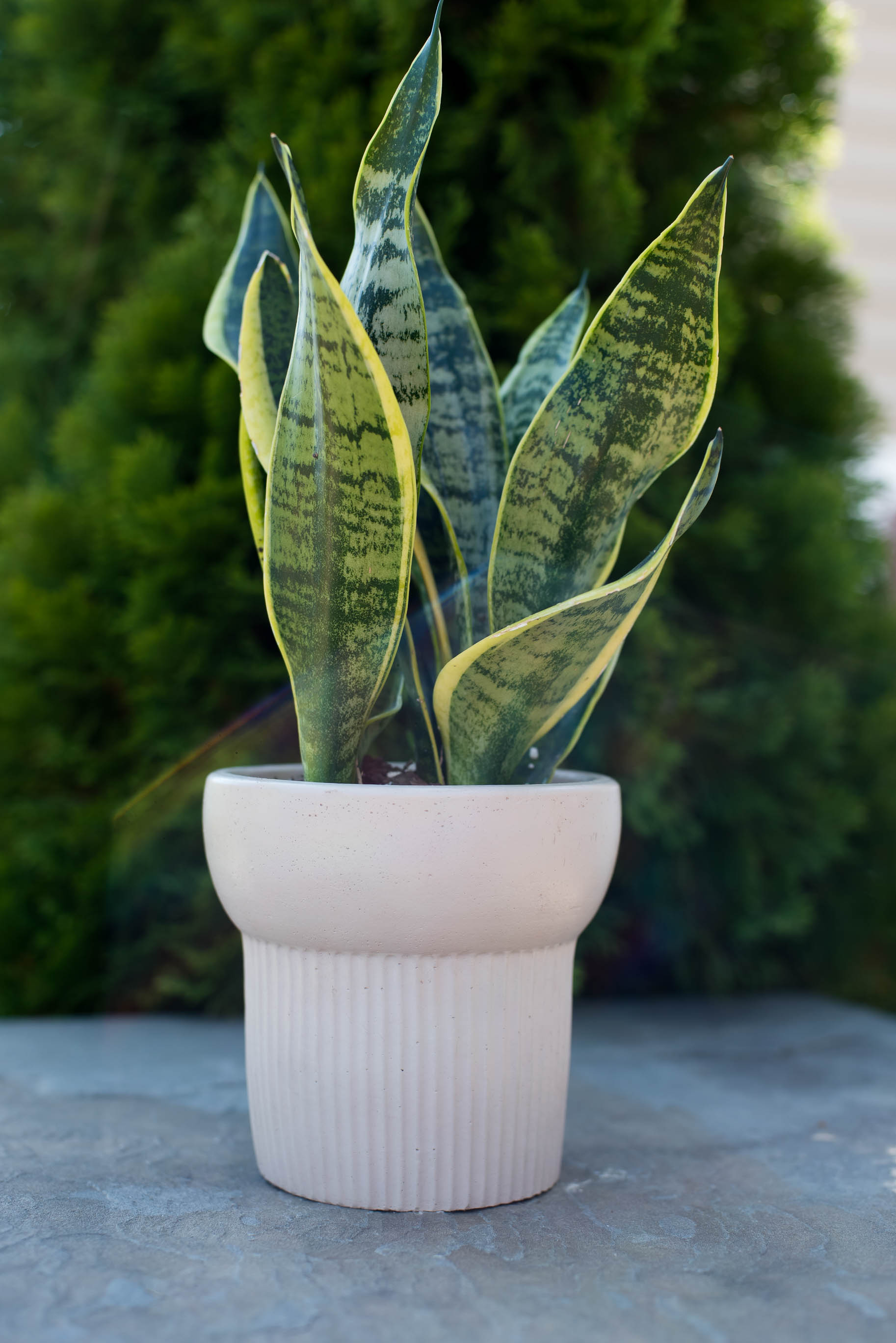 tall concrete plant pots Tall Ridged Concrete Planter